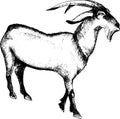 Monochrome hand drawn illustration of goat.